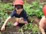 ２０２５／１学期／６月　じゃがいも掘り(年中児)
